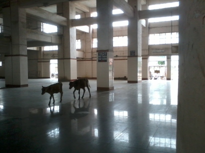 Deserted by humans, occupied by us! Scene from Indira Nagar Railway station