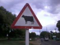 Caution - Cow ahead!!
